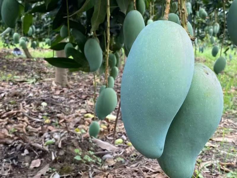 广西百色金煌芒，大量供应，多种方式渠道都可以，一件代发