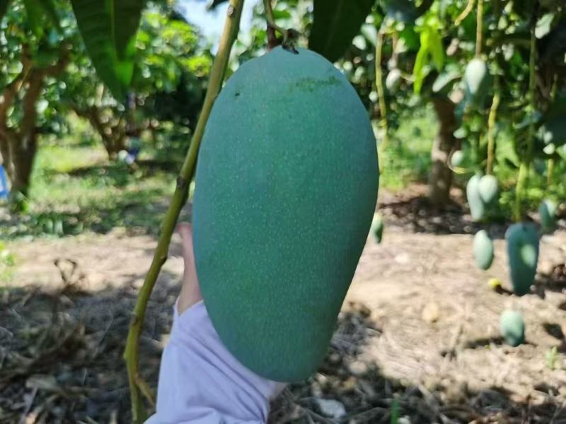 广西百色金煌芒，大量供应，多种方式渠道都可以，一件代发