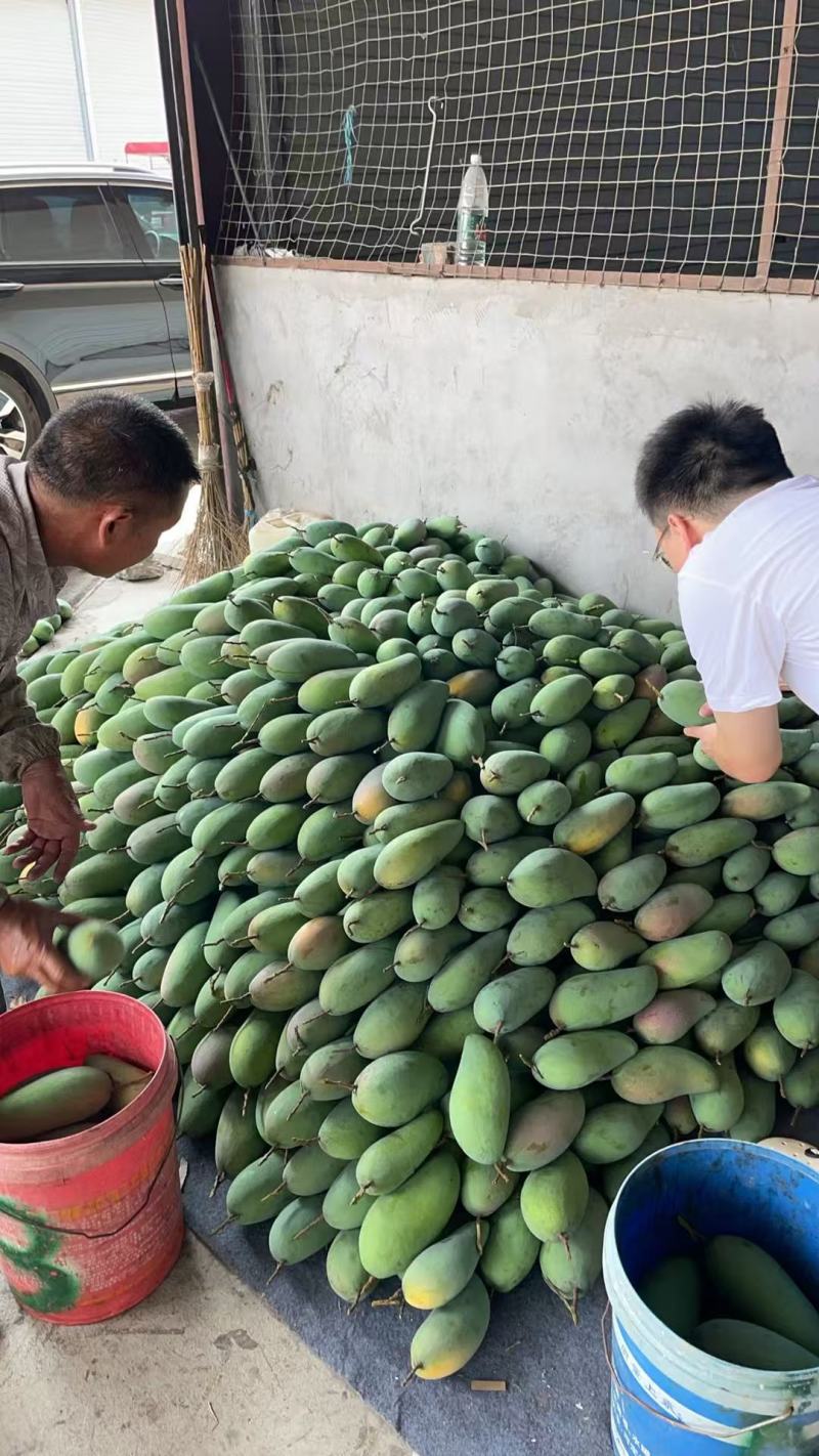 广西百色金煌芒，大量供应，多种方式渠道都可以，一件代发