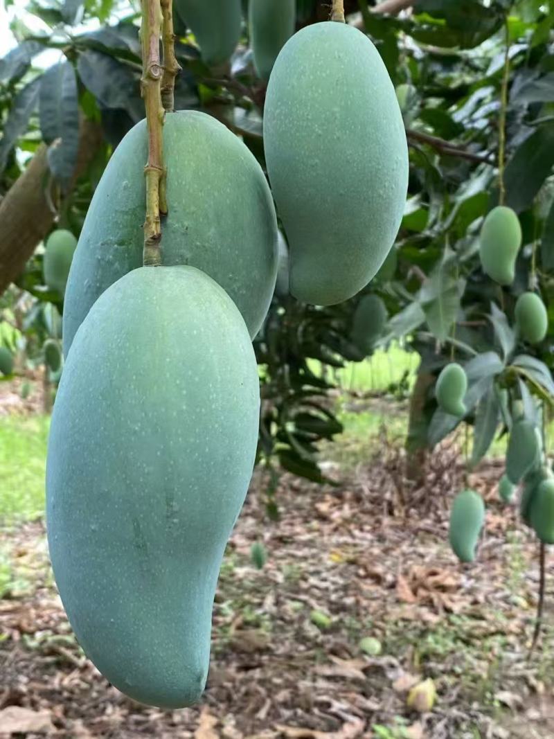 广西百色金煌芒，大量供应，多种方式渠道都可以，一件代发