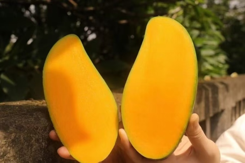 广西百色金煌芒，大量供应，多种方式渠道都可以，一件代发