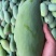 广西百色金煌芒,大量供应,多种方式渠道都可以,一件代发