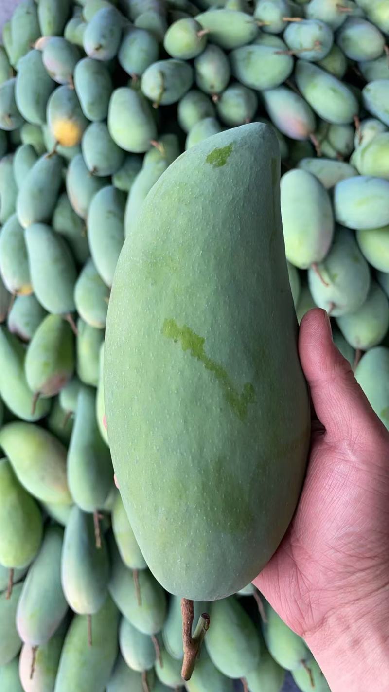 广西百色金煌芒，大量供应，多种方式渠道都可以，一件代发