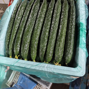 山东兰陵产区工棚新茬黄瓜大量上市中，有需要老板提前，