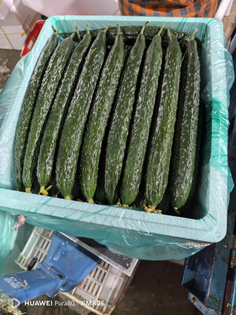 山东兰陵产区工棚新茬黄瓜大量上市中，有需要老板提前，