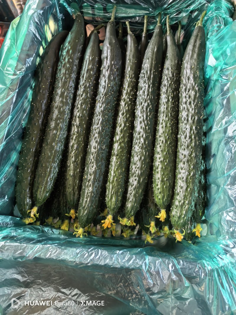山东兰陵产区工棚新茬黄瓜大量上市中，有需要老板提前，