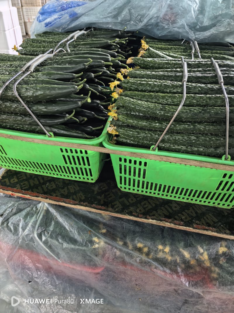 山东兰陵产区工棚新茬黄瓜大量上市中，有需要老板提前，