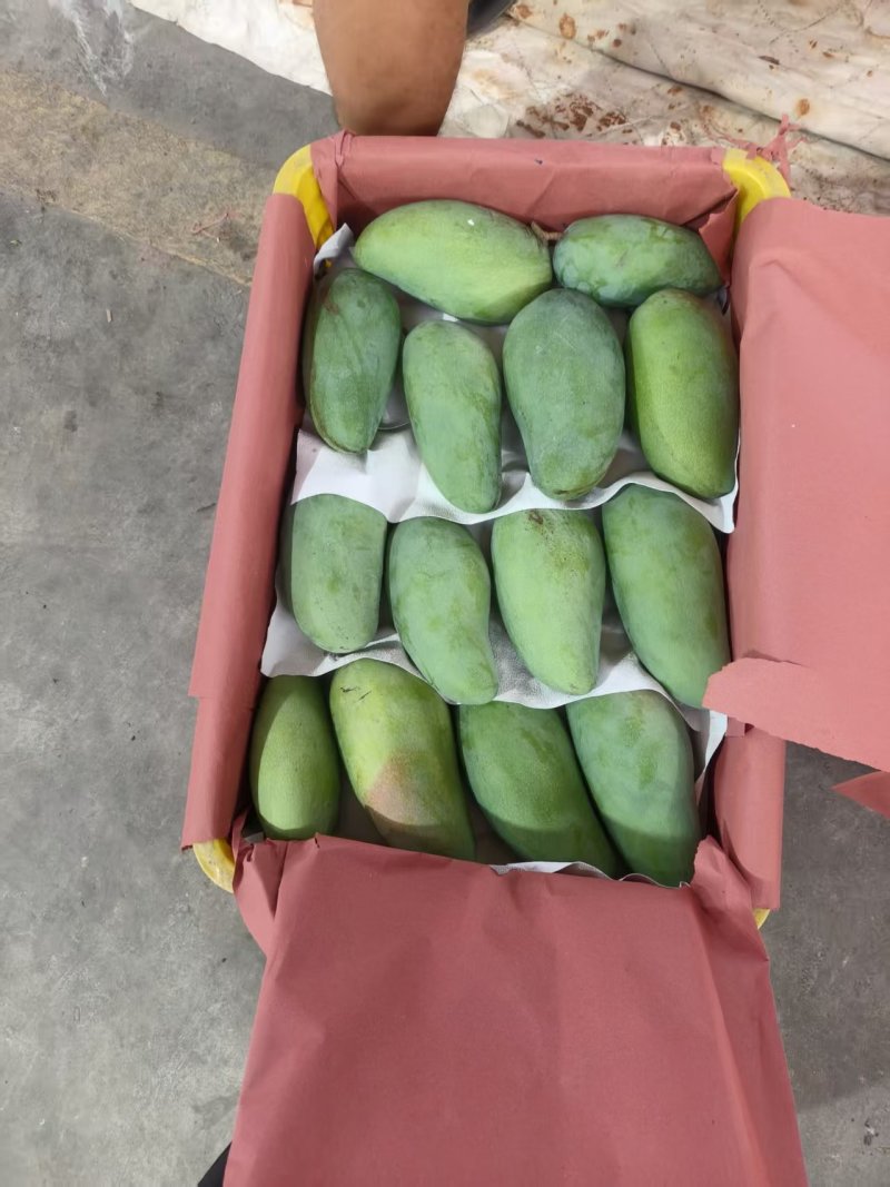 百色产地，大金煌一口满足