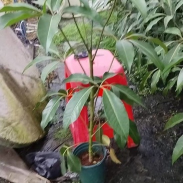 保罗大叶伞小苗，基地直发