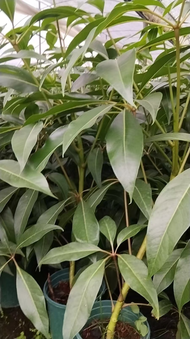 保罗大叶伞小苗，基地直发