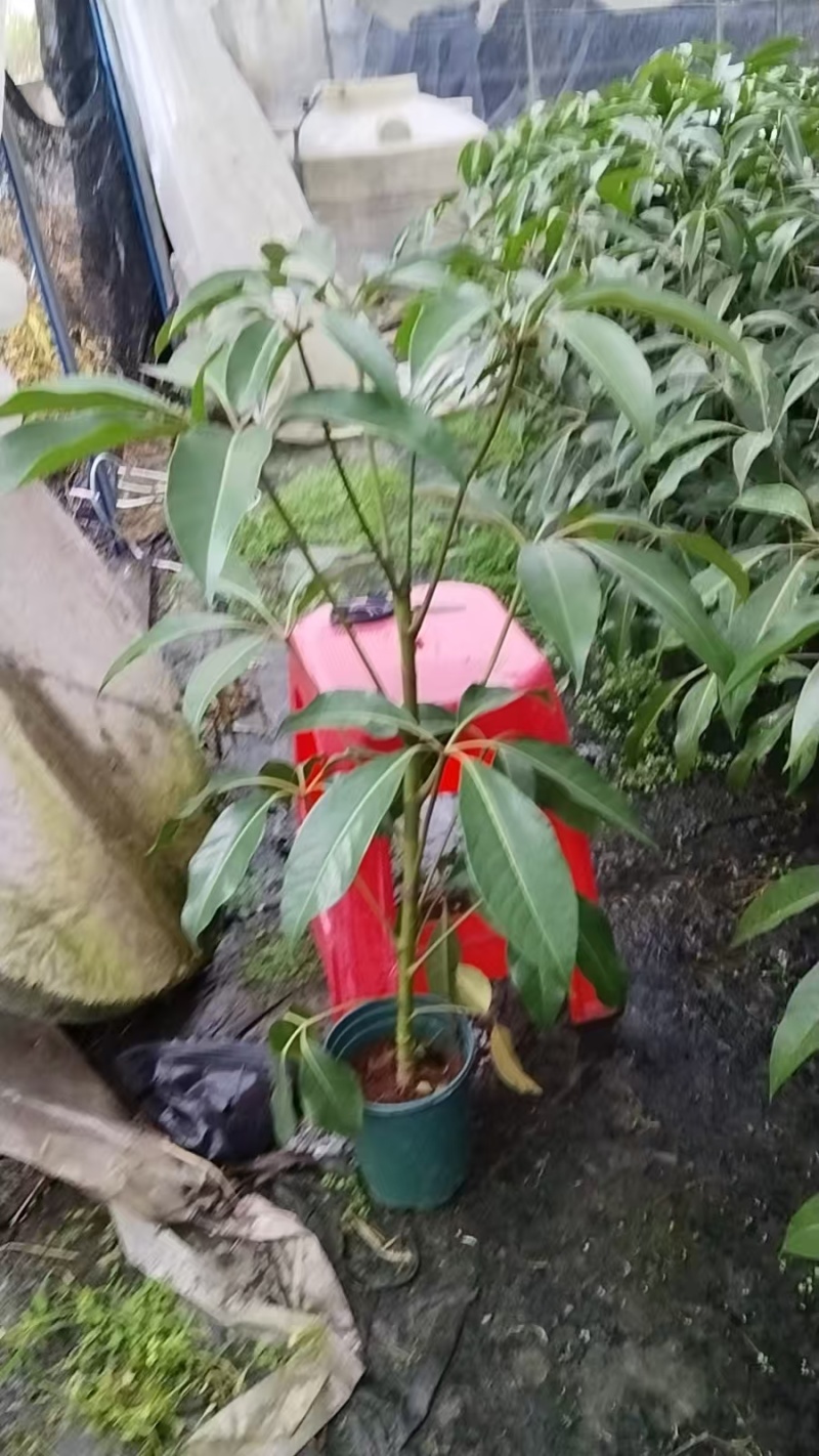 保罗大叶伞小苗，基地直发