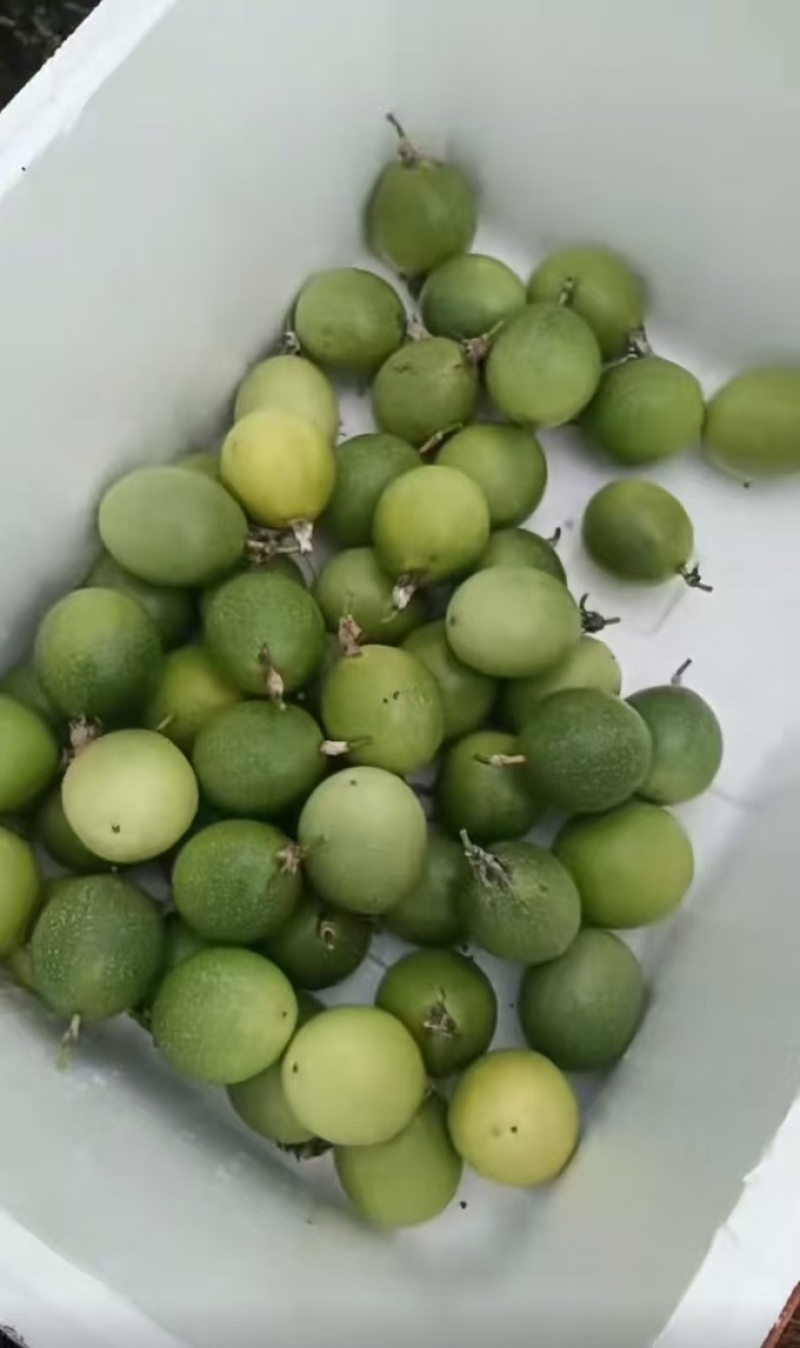 百香果精品百香果现摘现发产地直供一手货源欢迎咨询