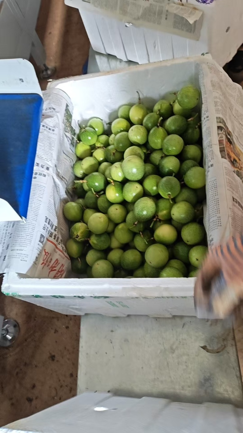 百香果精品百香果现摘现发产地直供一手货源欢迎咨询
