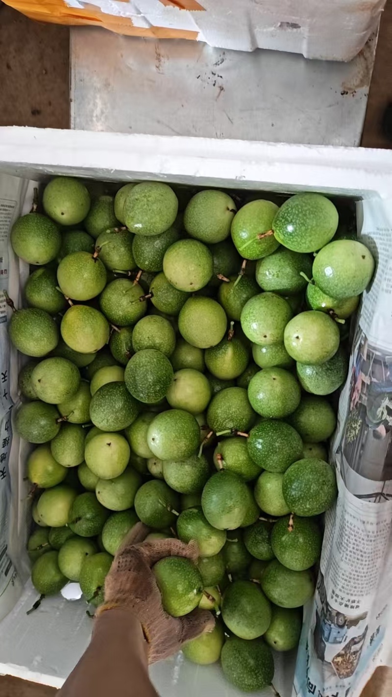 百香果精品百香果现摘现发产地直供一手货源欢迎咨询