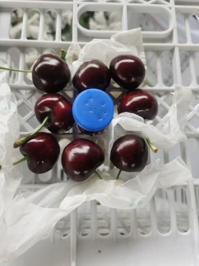 甘肃天水套袋大樱桃大量上市高品质一件代发2/3/5斤