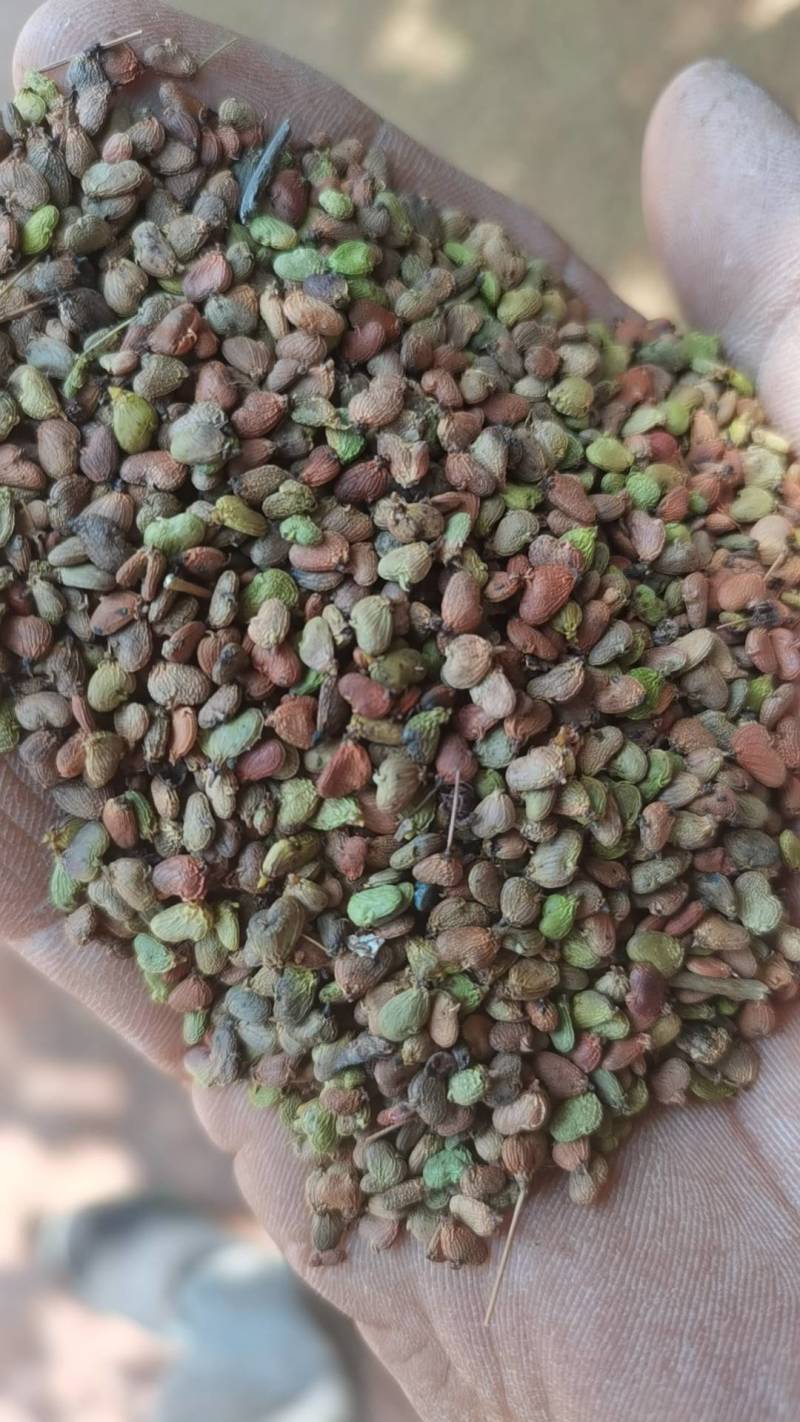 黄栌种子，伏牛山香山红叶黄栌种子