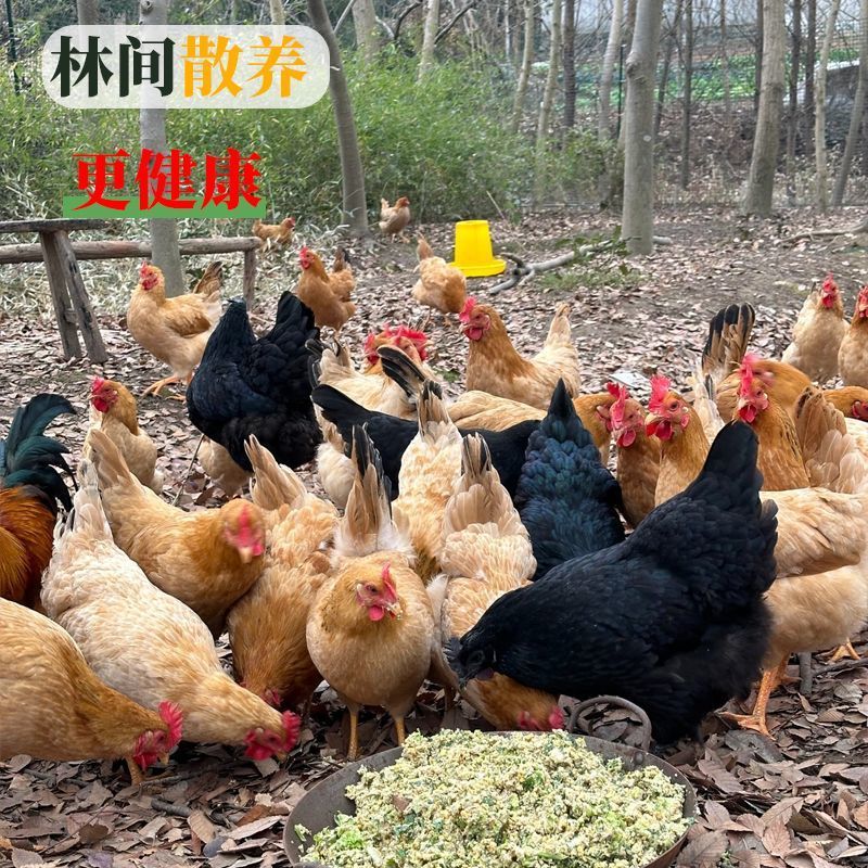 正宗农家谷饲慢养农家散养鸡蛋新鲜柴鸡蛋辅食虫草蛋土鸡蛋