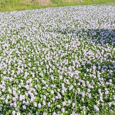 水葫芦