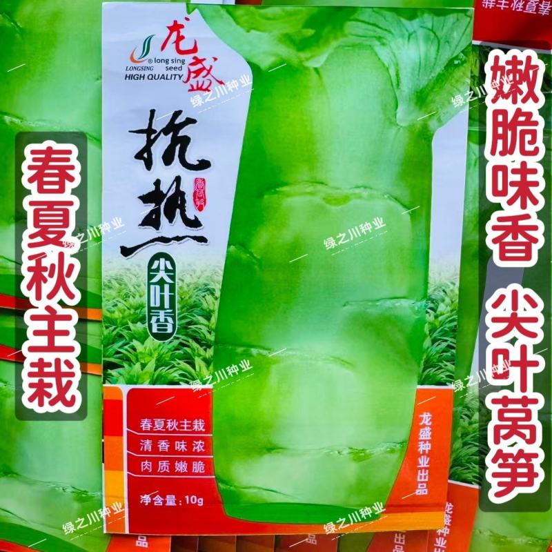 抗热尖叶香莴笋种子耐热莴苣种籽春夏秋主栽香莴笋种子