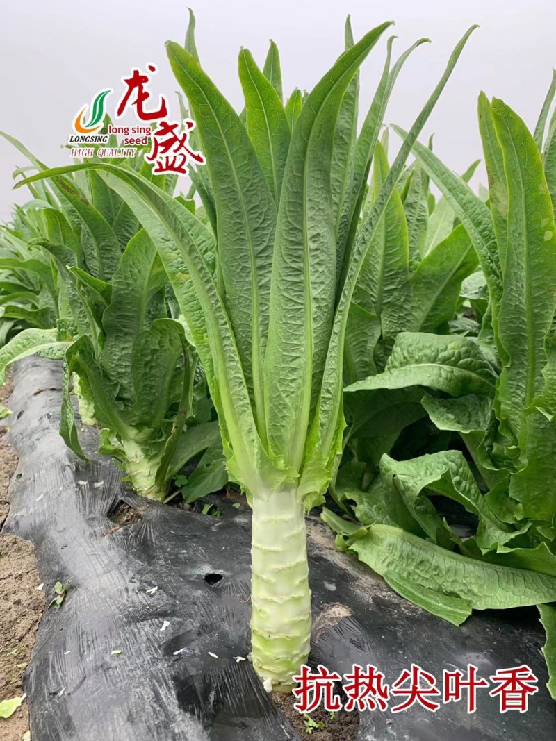 抗热尖叶香莴笋种子耐热莴苣种籽春夏秋主栽香莴笋种子