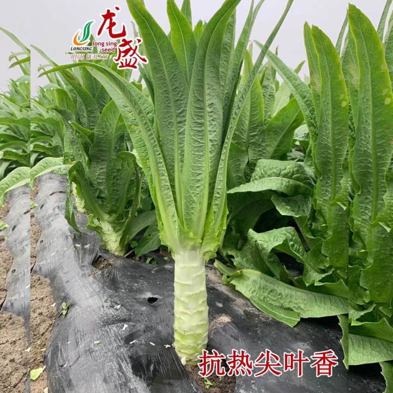 抗热尖叶香莴笋种子耐热莴苣种籽春夏秋主栽香莴笋种子