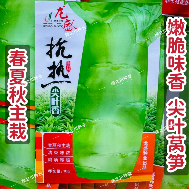 抗热尖叶香莴笋种子耐热莴苣种籽春夏秋主栽香莴笋种子