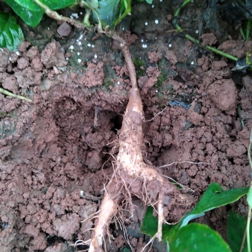 四叶参苗，一年苗云南自家种植基地大量供应，全国供应