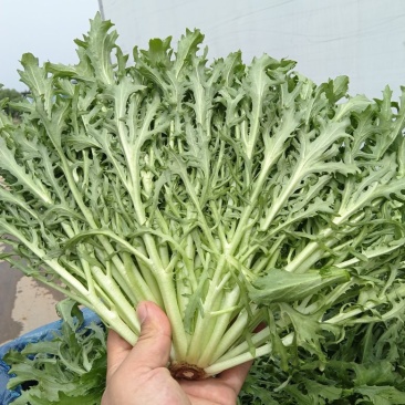 精品苦菊
