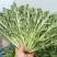 精品苦菊