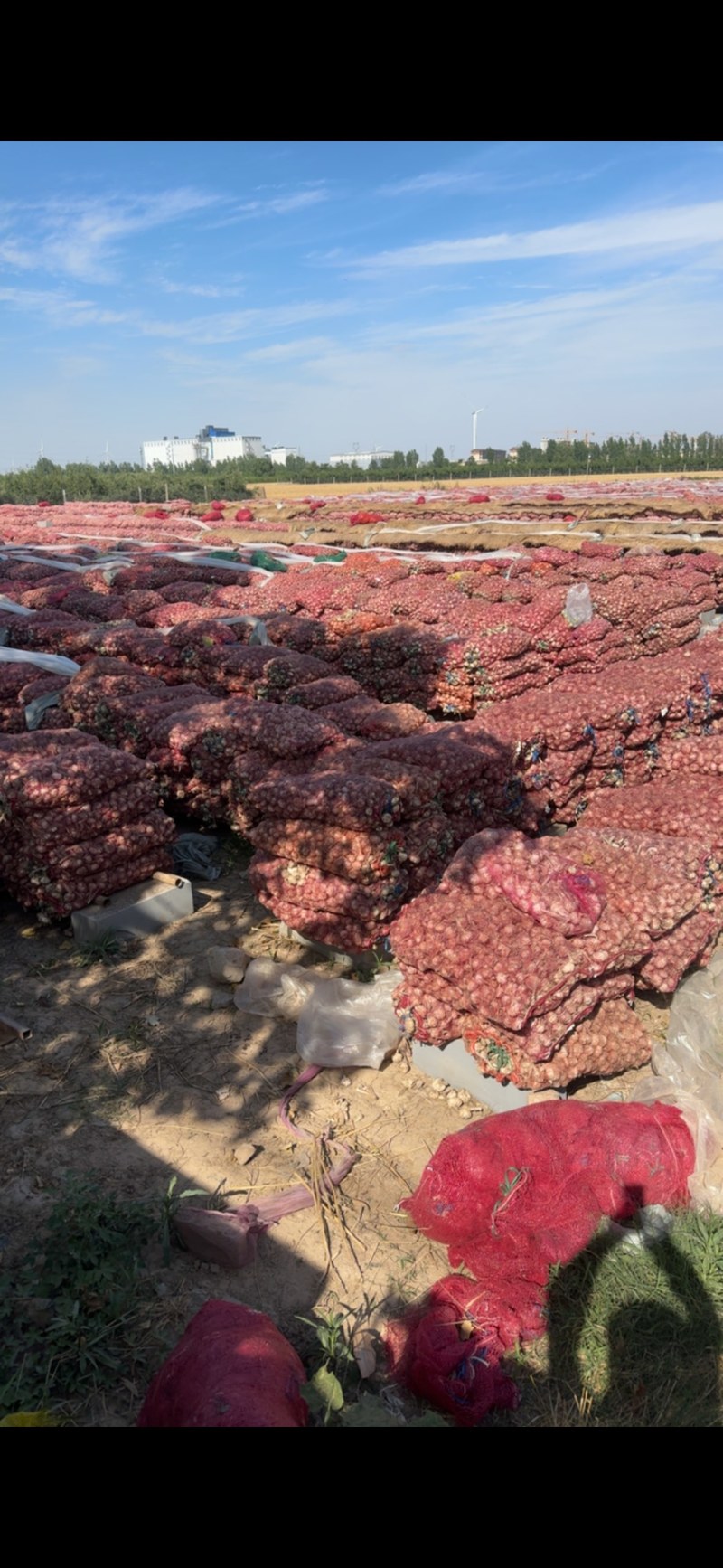 优质产地大蒜电商供货支持一件代发量大价优