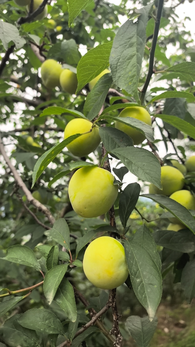 桃花李，冰糖李