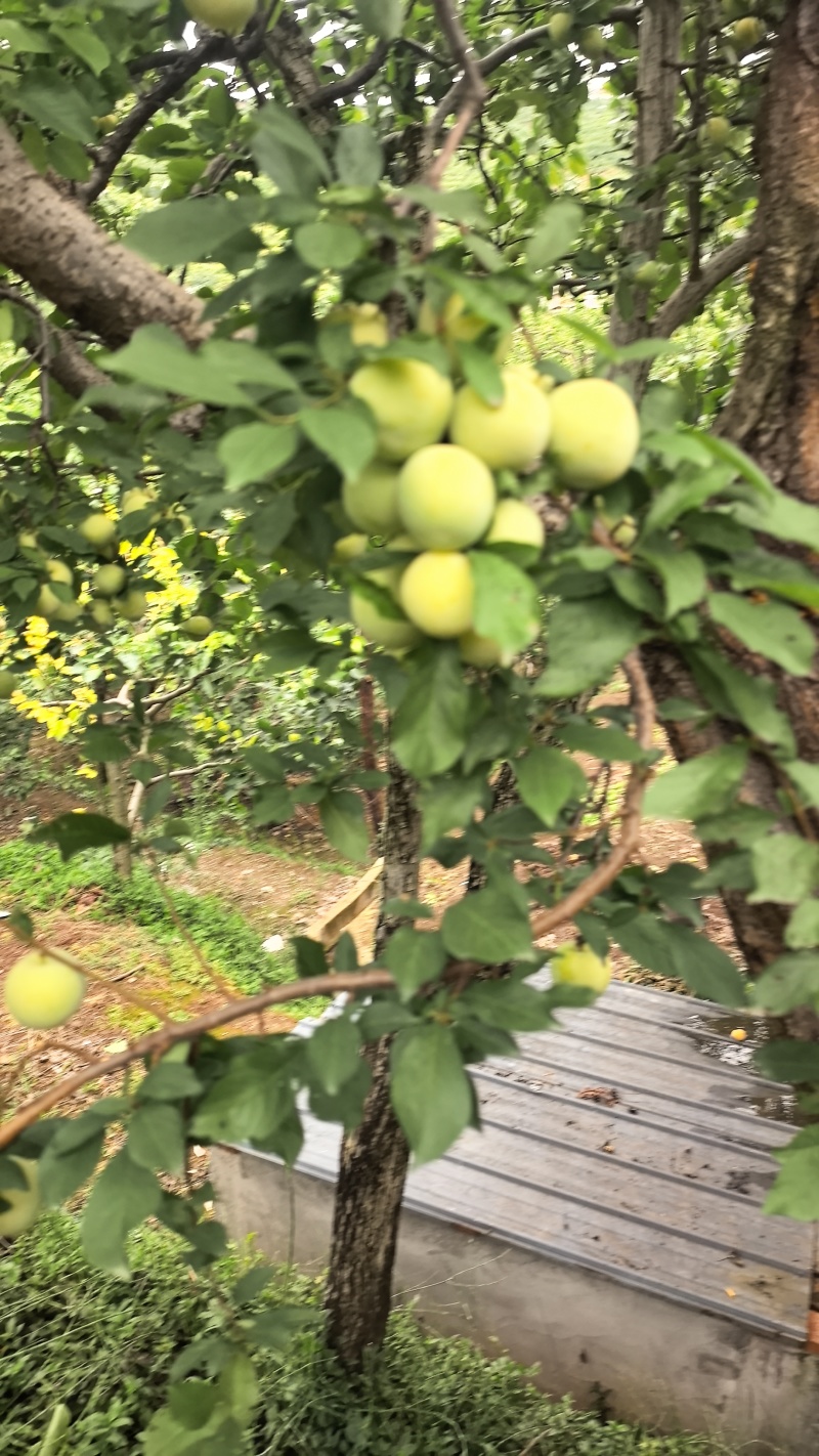 桃花李，冰糖李