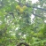 桃花李，冰糖李