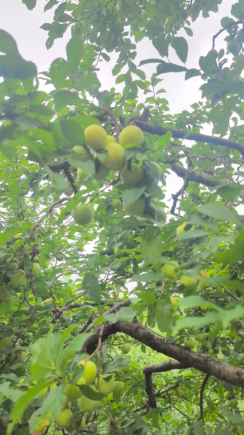 桃花李，冰糖李