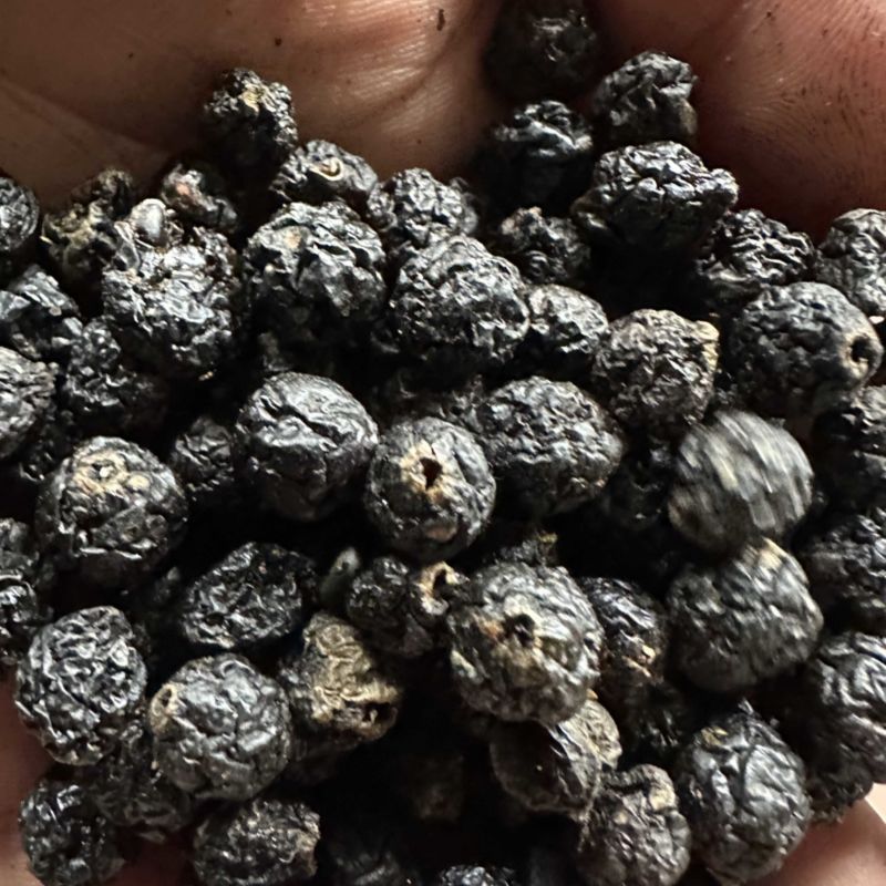 俄罗斯🇷🇺小黑果还有3-4个月产新接受预定