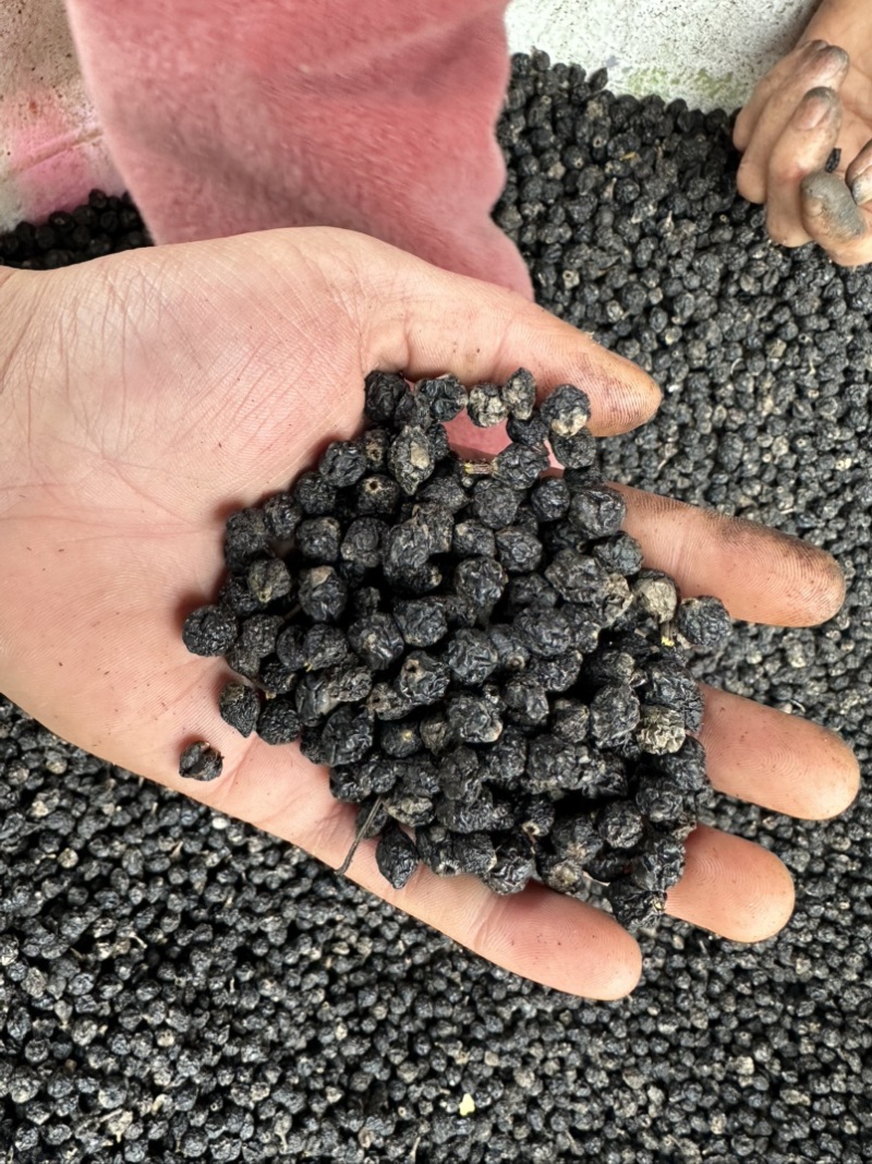 俄罗斯🇷🇺小黑果还有3-4个月产新接受预定