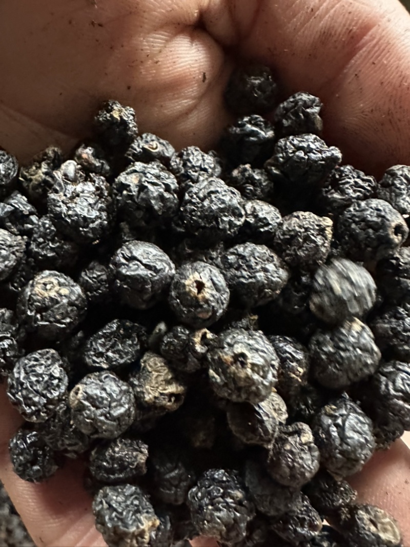 俄罗斯🇷🇺小黑果还有3-4个月产新接受预定