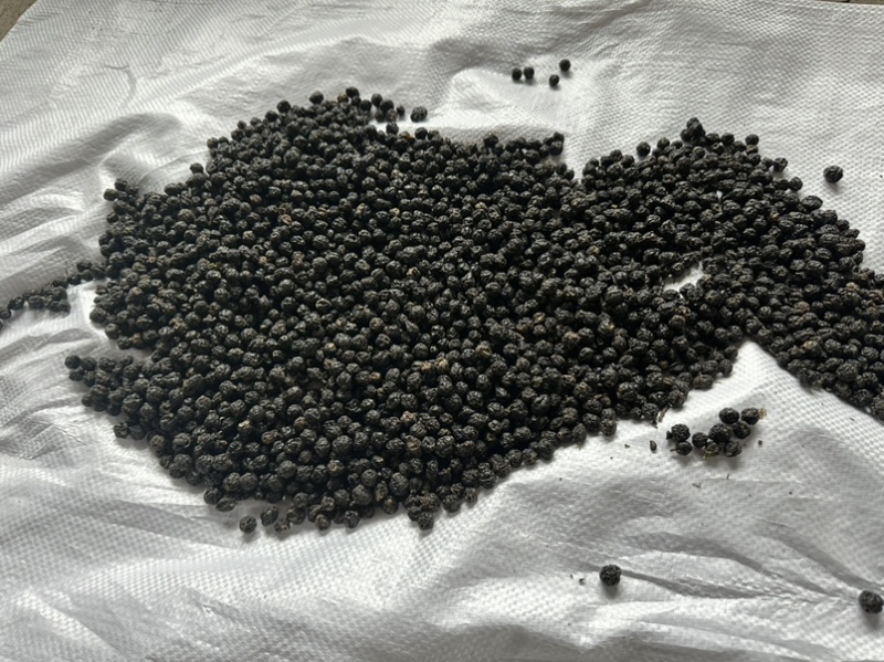 俄罗斯🇷🇺小黑果还有3-4个月产新接受预定