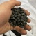 俄罗斯🇷🇺小黑果还有3-4个月产新接受预定
