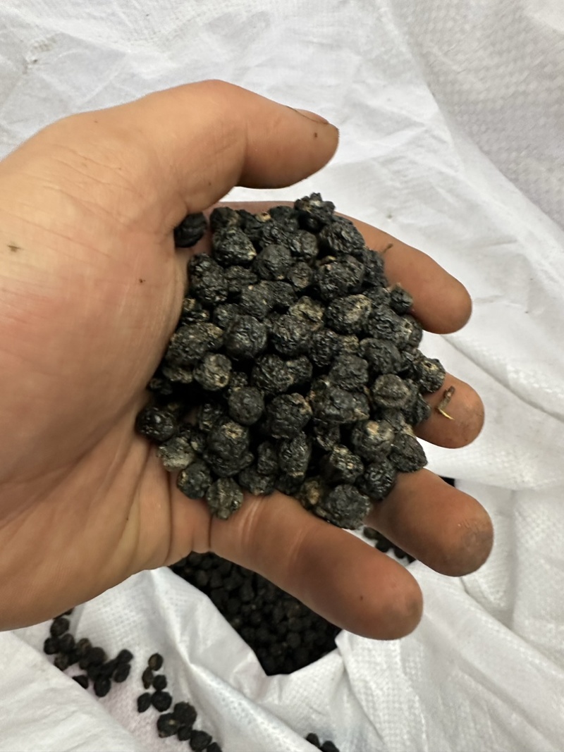 俄罗斯🇷🇺小黑果还有3-4个月产新接受预定