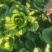 黄心白菜