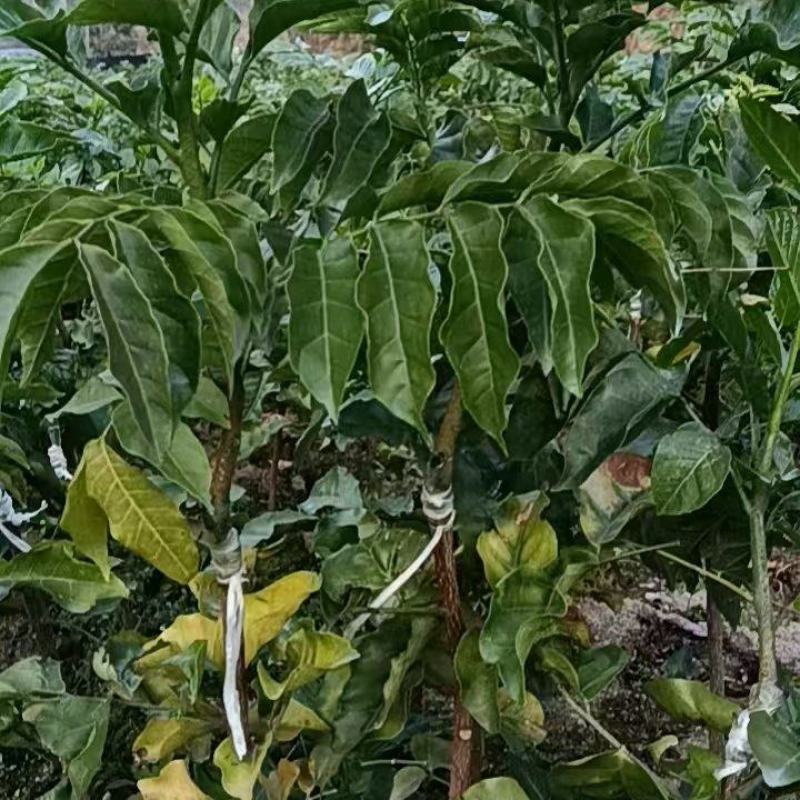 贵妃三号，黄皮苗大量上市，基地直发，量大从优