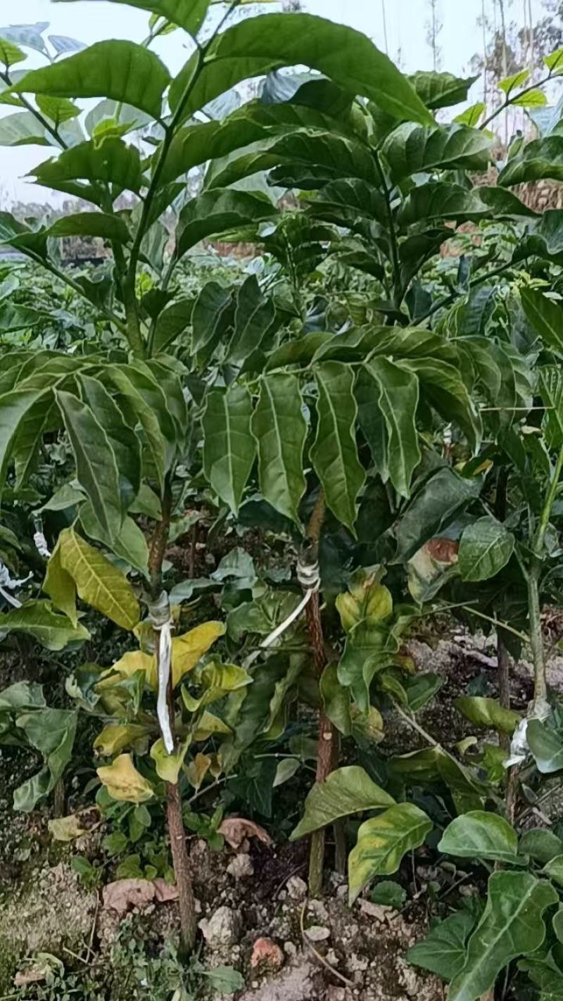 贵妃三号，黄皮苗大量上市，基地直发，量大从优