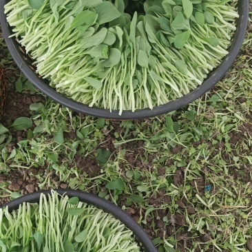 精品鸡毛菜
