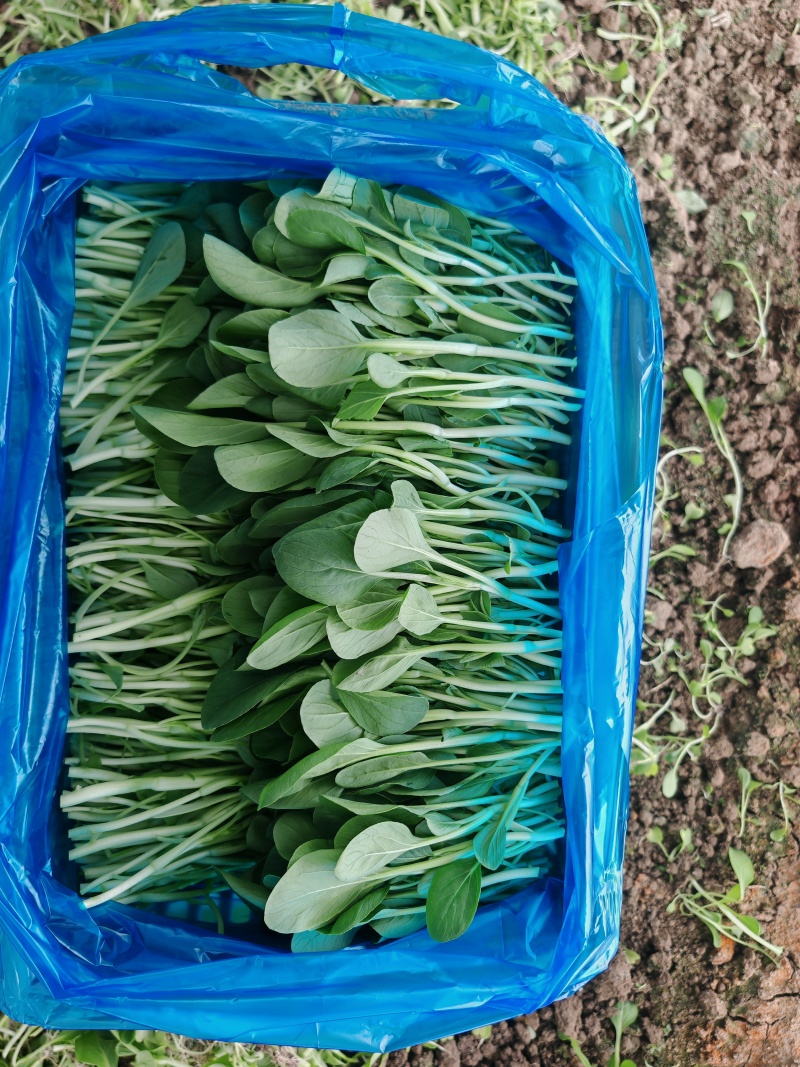 精品鸡毛菜