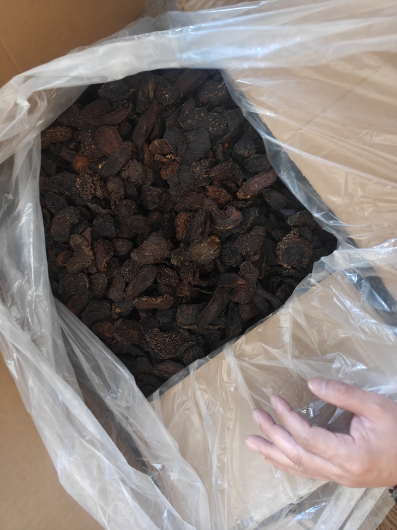 乌兰布和沙漠肉苁蓉，苁蓉基地，