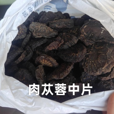 乌兰布和沙漠肉苁蓉源产地，苁蓉基地