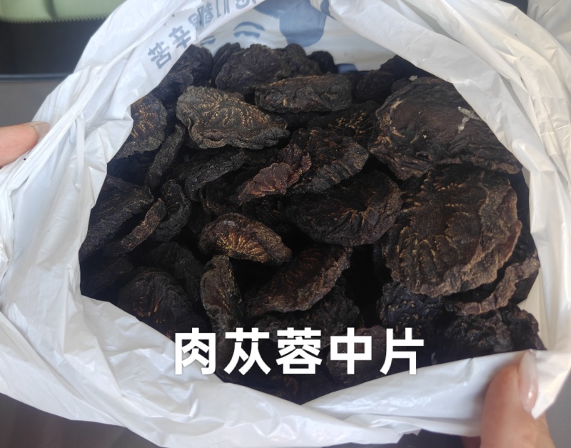 乌兰布和沙漠肉苁蓉源产地，苁蓉基地