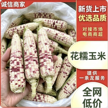 花糯玉米糯玉米基地直供货源充足对接各大市场商超