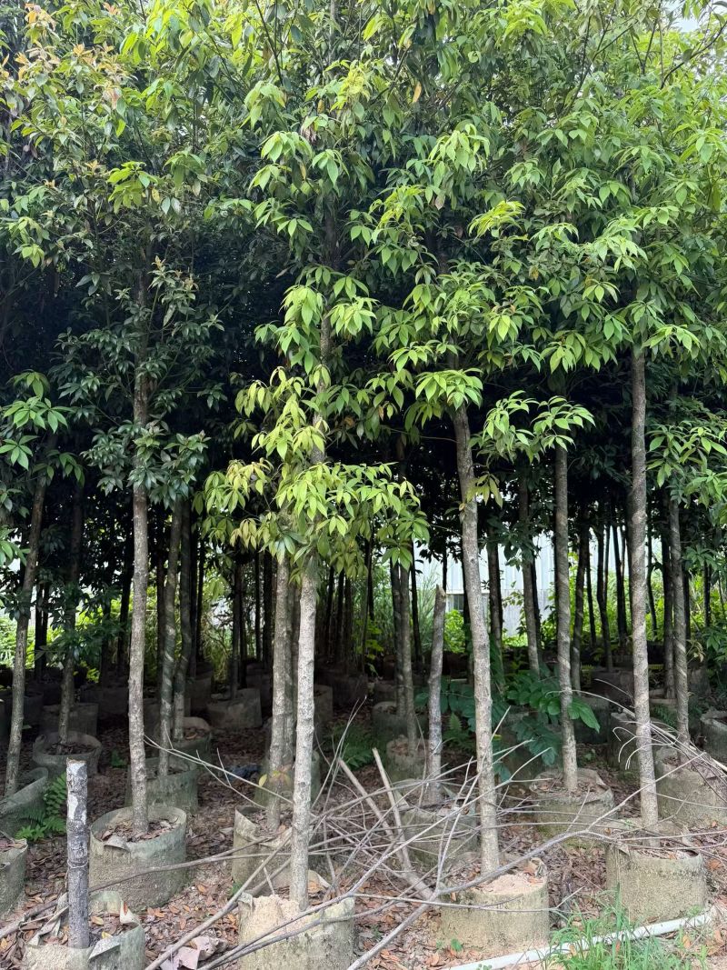 金丝楠木3-10分